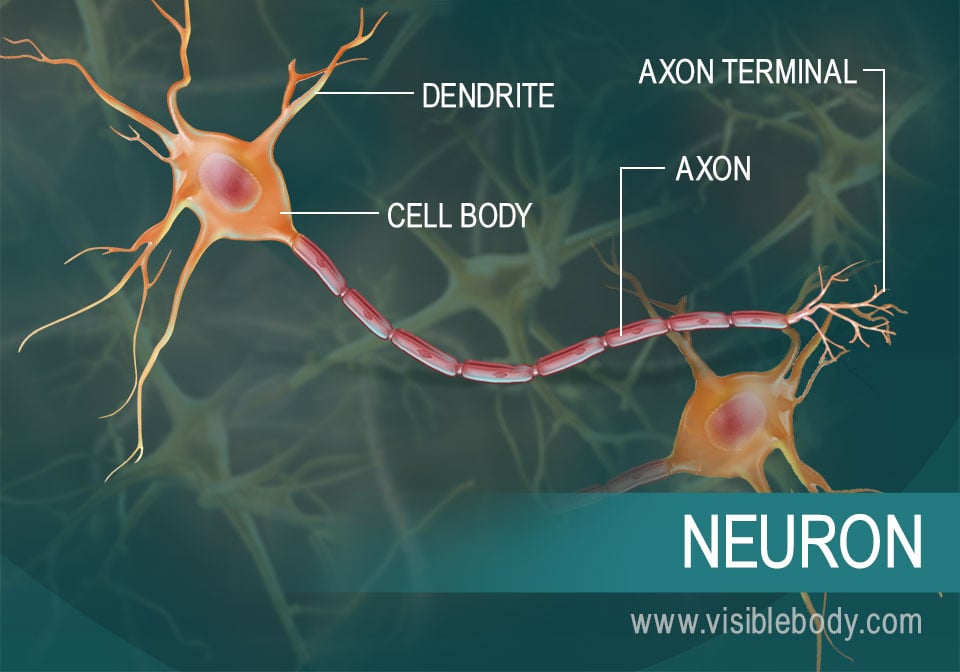 A diagram of a neuron and its parts