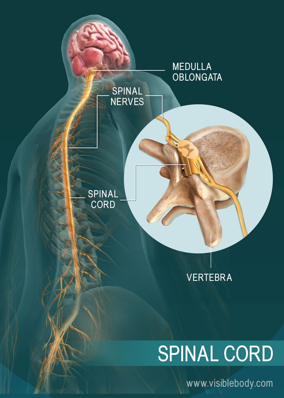 The structure of the spinal cord