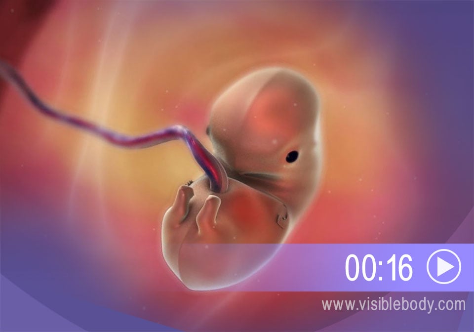 单击播放胚胎发育的动画