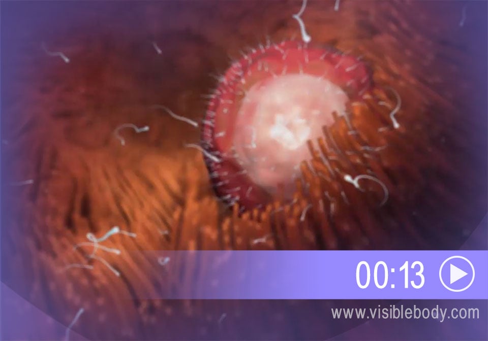 Click to play an animation of egg cell fertilization