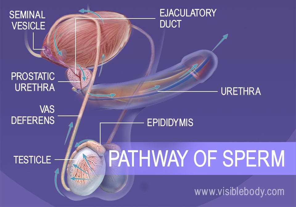 The path sperm takes from the testes to the urethra