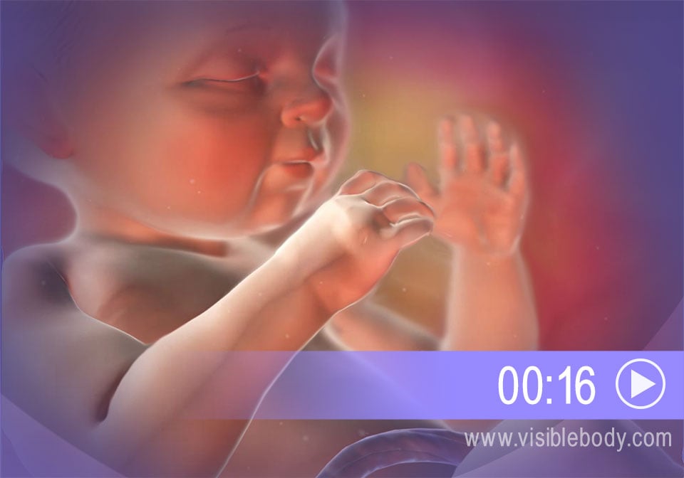 Click to play an animation of embryonic growth from fertilization to birth