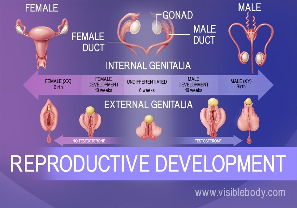 Genital differentiation of the fetus