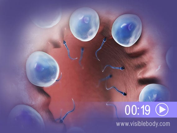 Cliquez ici pour visualiser une animation illustrant la formation des spermatozoïdes