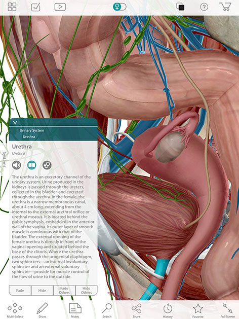 Human Anatomy Atlas 2017