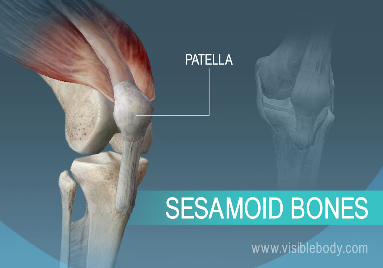 Sesamoid Bone Diagram