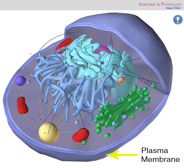 Anatomy and Physiology Parts of a Human Cell