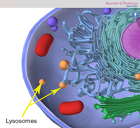 Anatomy and Physiology: Parts of a Human Cell