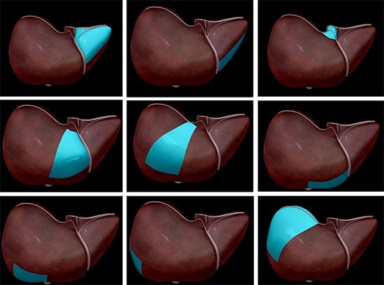 Liver-Segments-Couninaud-Classification-Digestive-Accesory