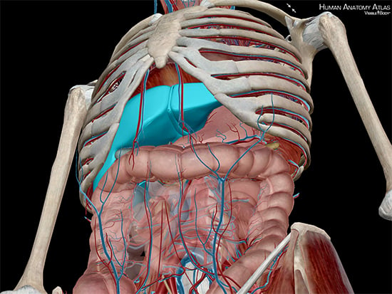 The Toxic Substance Treatment Plant: Liver Anatomy