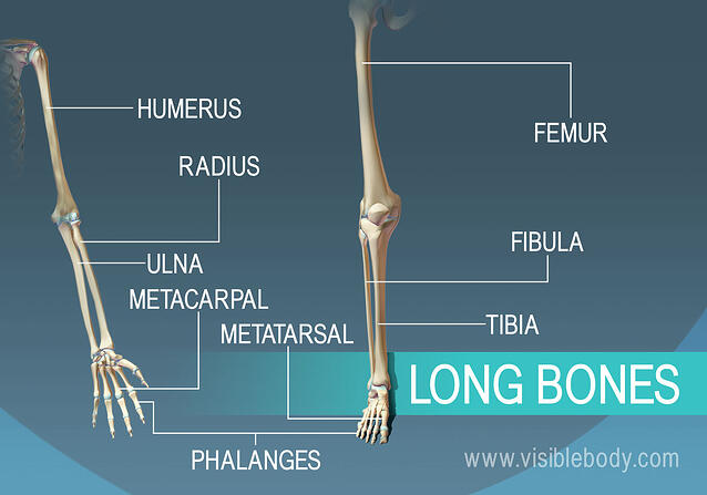 Types of Bones | Learn Skeleton Anatomy