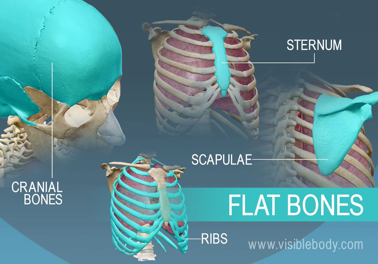 Example of four types of flat bones