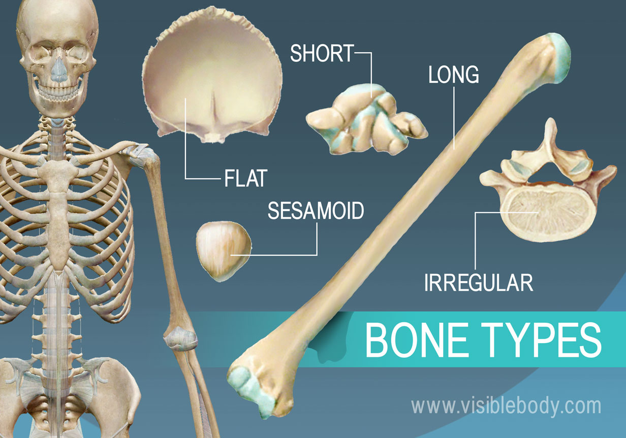 Bones come in 5 different shapes and functions