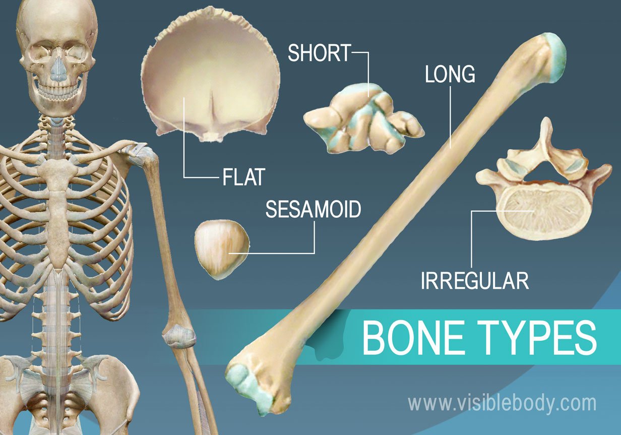 Human Bone Identification Chart