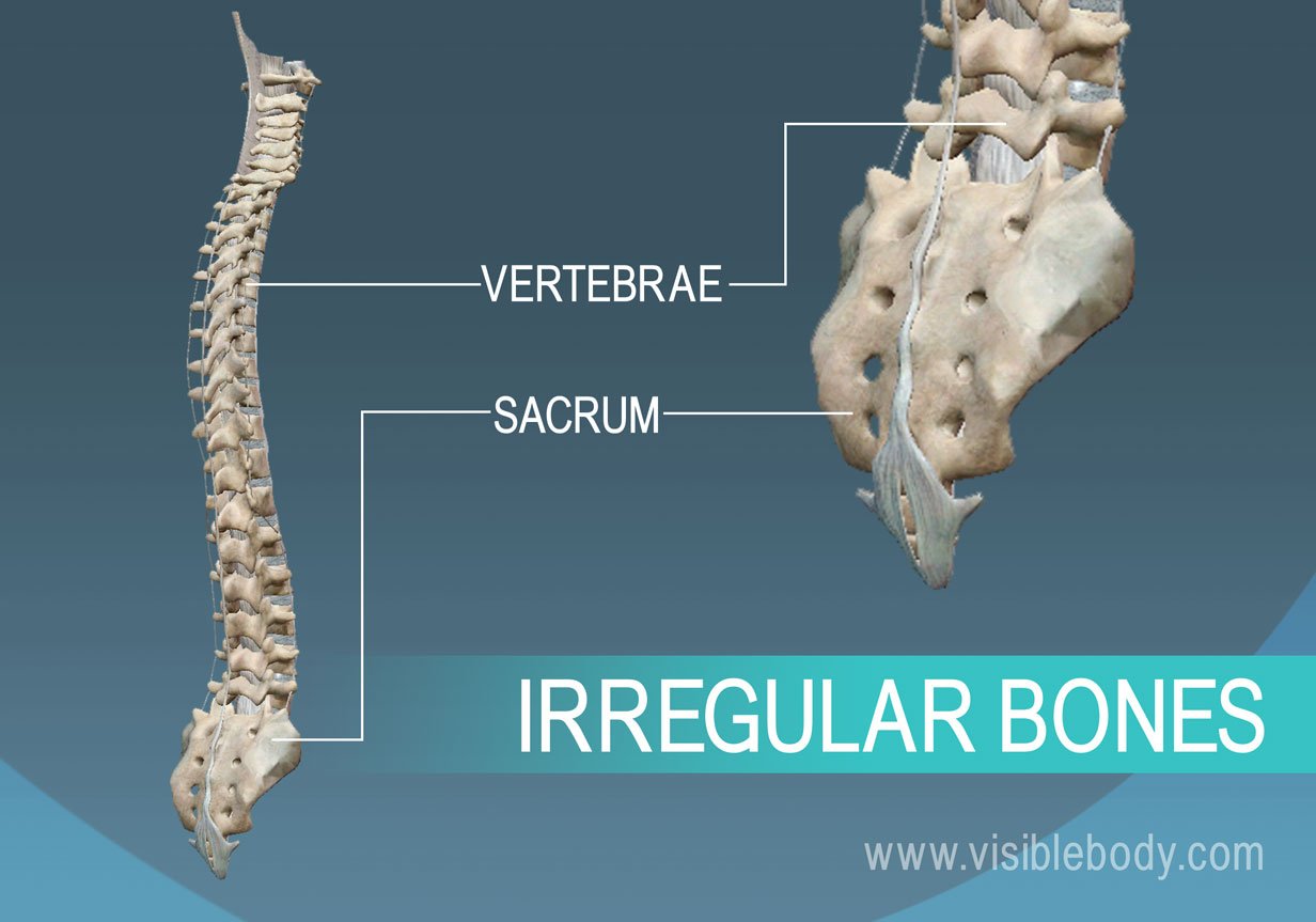 Vertebra and pelvis, examples of irregular bones of the human body