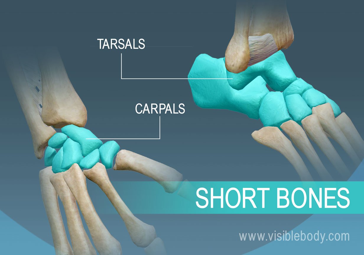 Examples of short bones