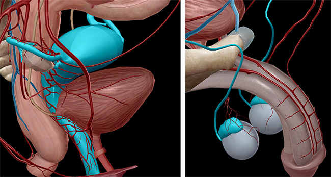 Reproductive anatomy epididymis gartner's duct