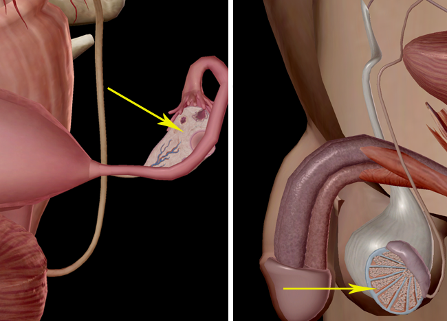 ovary prostate uterus testes vagina reproductive