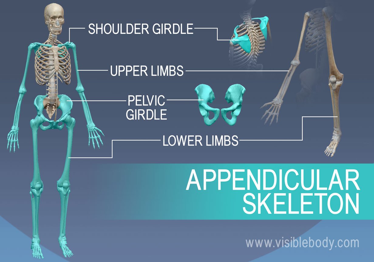 The appendicular skeleton is made up of the shoulder and pelvis, as well as the arm and legs