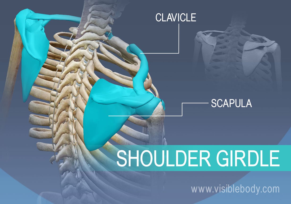 pectoral girdle bones and markings Diagram