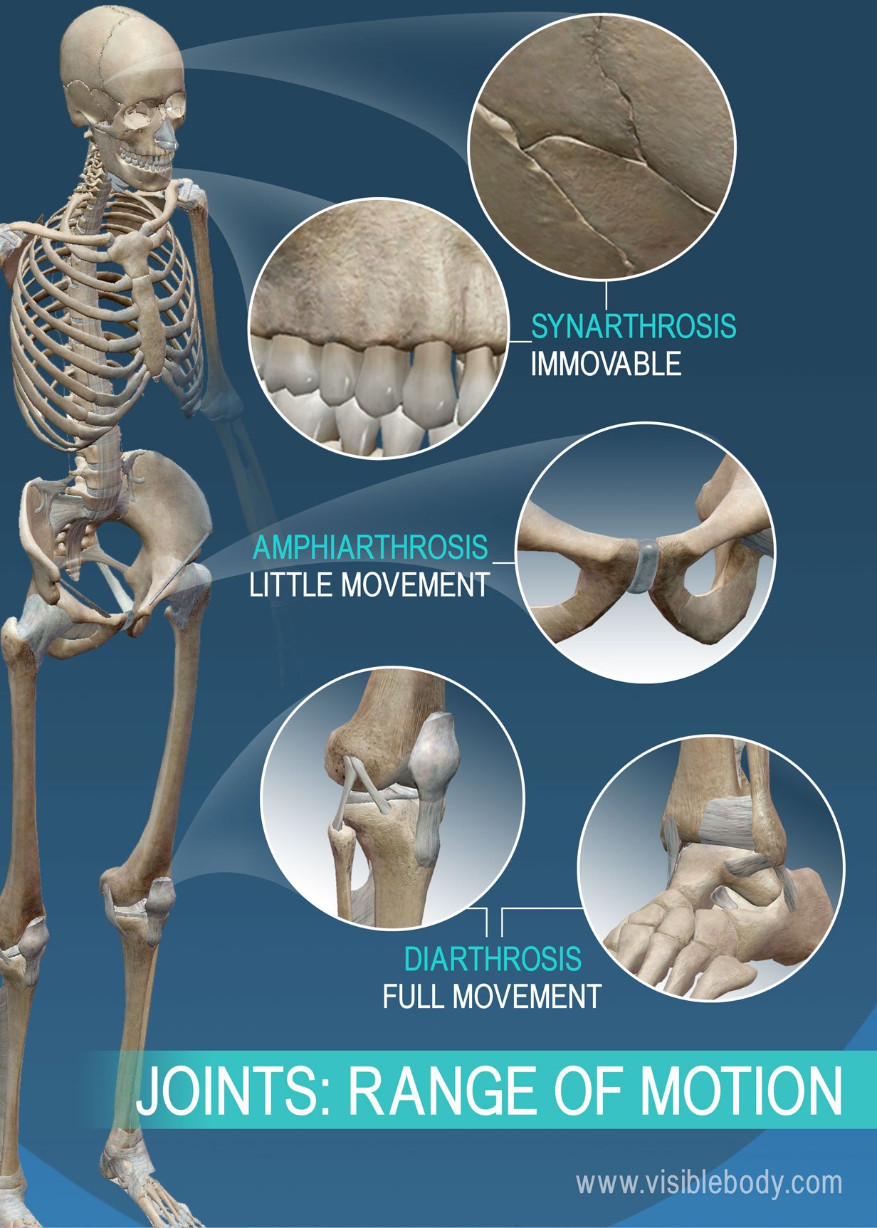 Joint types can be categorized by range of motion: synarthrosis, amphiarthrosis, and diarthrosis