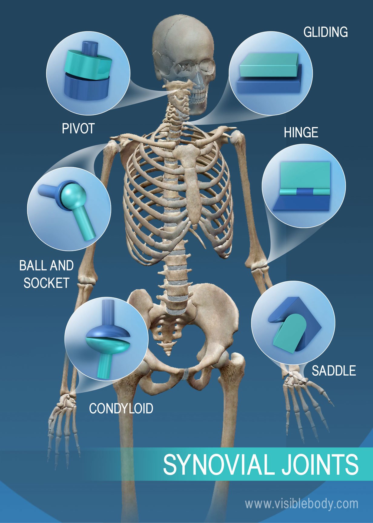 The range of motion in synovial joints: pivot, ball and socket, condyloid, saddle, hinge, and gliding