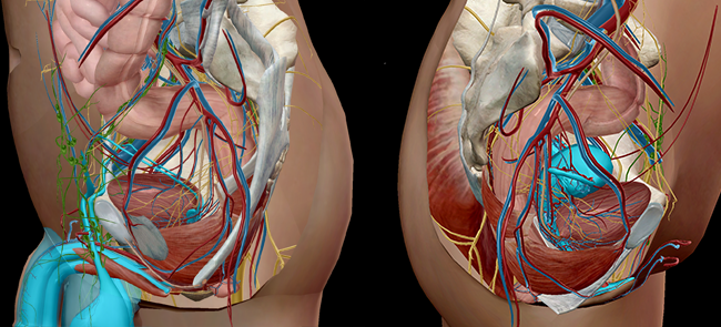 Reproductive anatomy