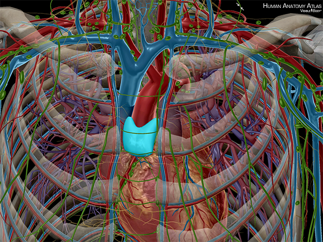 Anatomy and Physiology: Major Components of the Lymphatic System