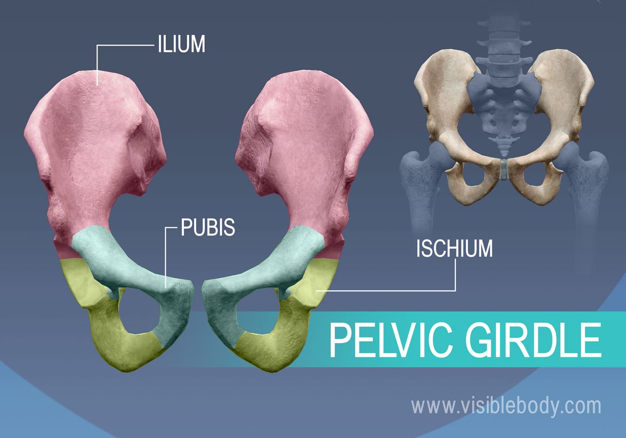 Hip bones, the Ilium, pubis, and ischium