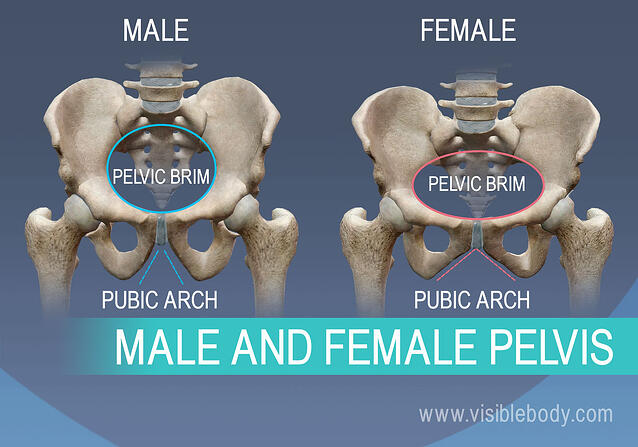 Appendicular Skeleton Learn Skeleton Anatomy