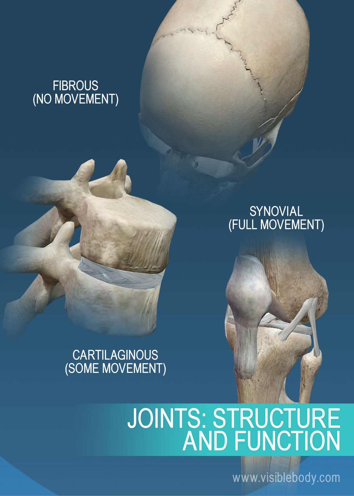Summary of different joints, suture, knee, vertebral