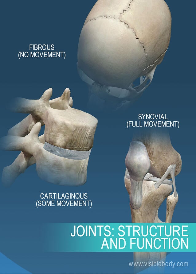 Joints and Ligaments | Learn Skeleton Anatomy