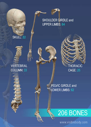 Overview of Skeleton | Learn Skeleton Anatomy