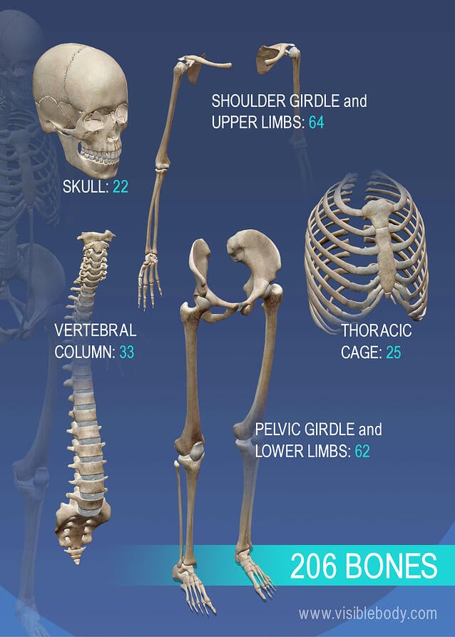 Overview of the variety of bones