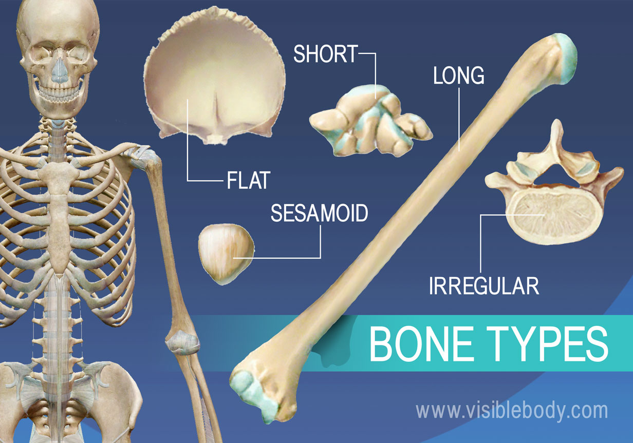 example of a flat bone