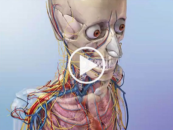 Fuerza Margaret Mitchell transmisión Aprenda anatomía del esqueleto | Reseña general del esqueleto