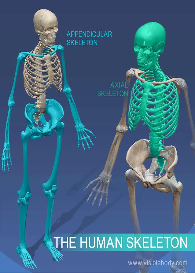 how many bones in axial and appendicular skeleton