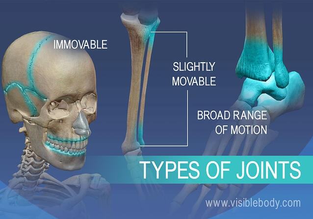Immovable, slightly movable joints, and joints with a broad range of motion
