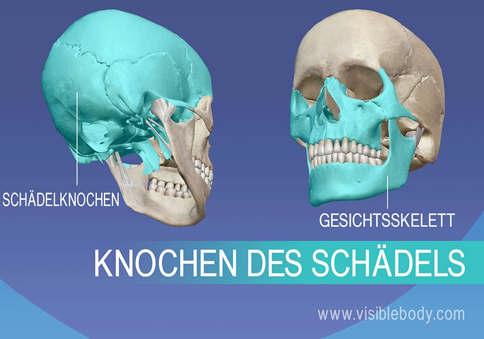 Schädelknochen und Gesichtsskelett