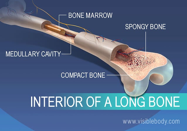 View of bone marrow, medullary cavity, spongy and compact bone