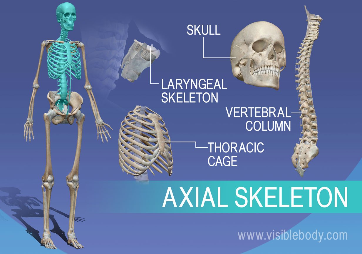 The axial skeleton is composed of the bones in the vertebra, thorax, skull and larynx