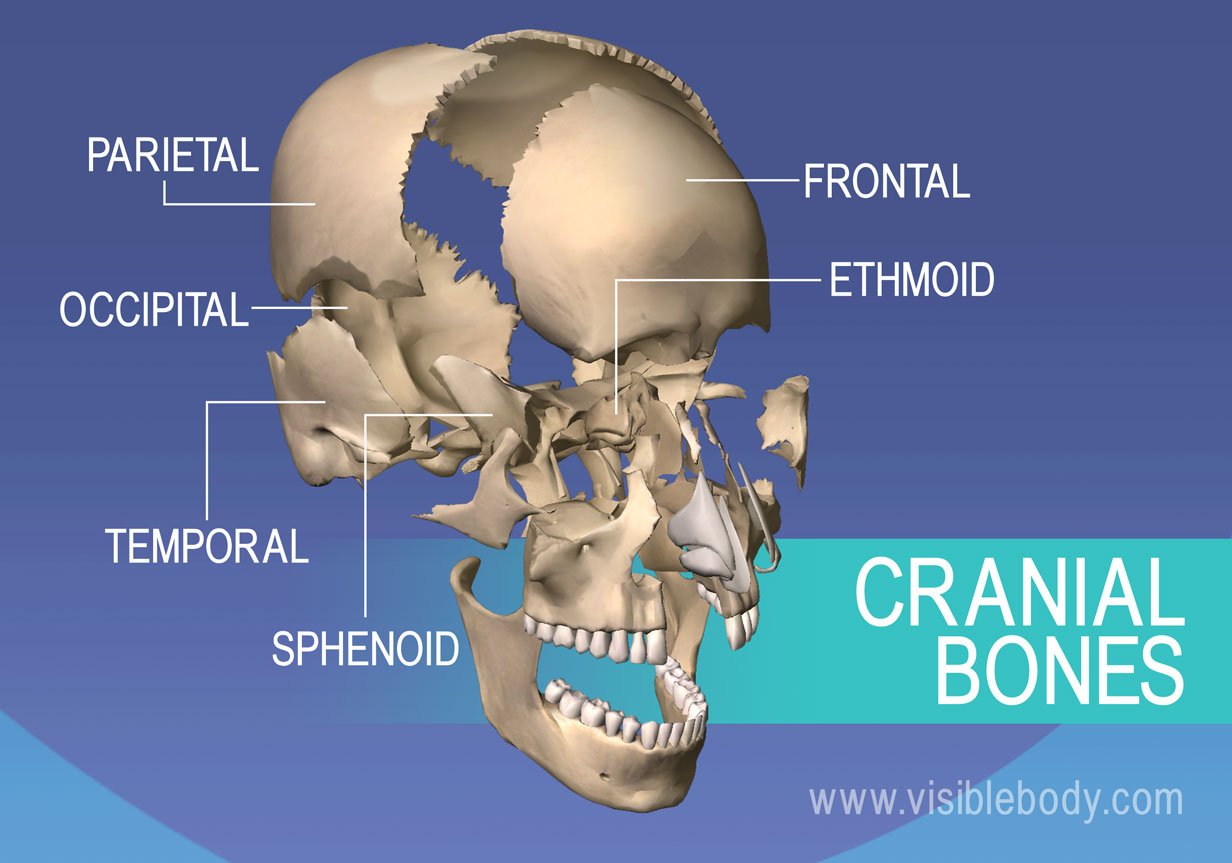 Bones of the Cranium