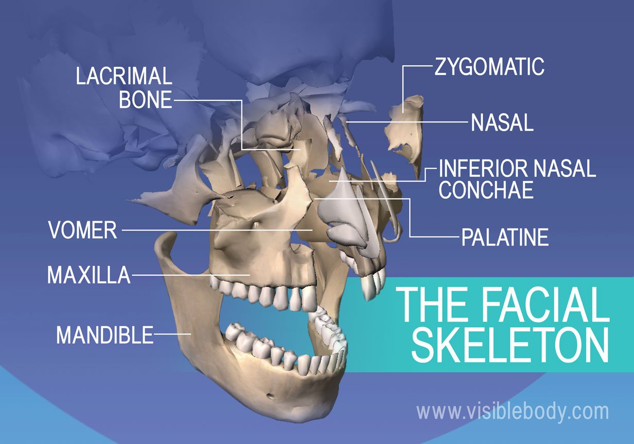 Bones of the face: Lacrimal, zygomatic, maxilla, and mandible