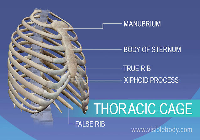 Manubrium, true and false ribs, sternum, and xiphoid process in thoracic cage