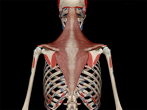 Learn Muscle Anatomy: Gastrocnemius