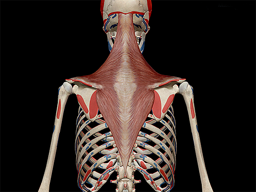 Trapezius-posterior-thorax-muscle