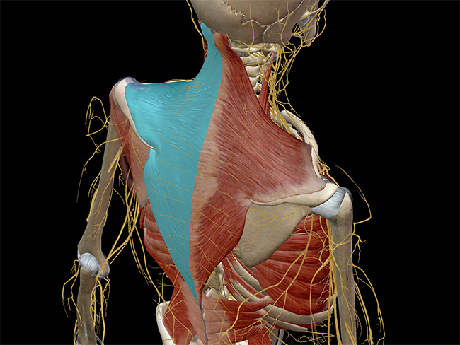 Learn Muscle Anatomy: Trapezius