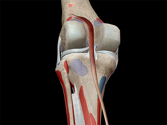 Musculoskeletal-system-plantarflexion-plantaris-knee-condyles