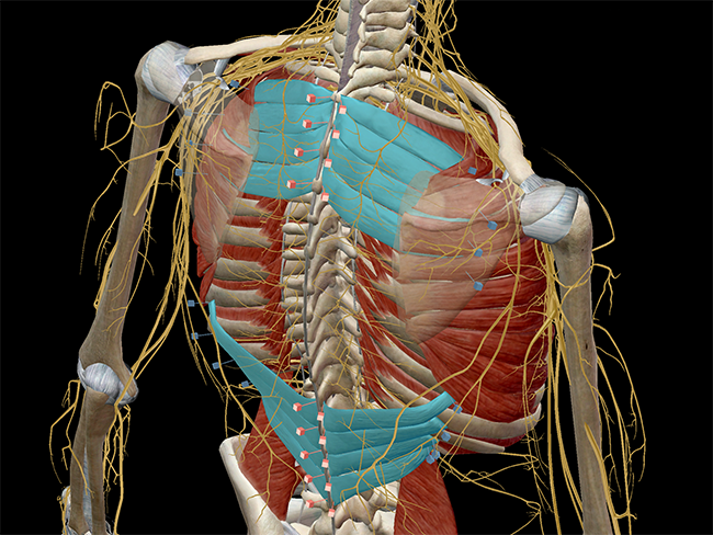 Muscular-system-serratus-superior-inferior-thorax
