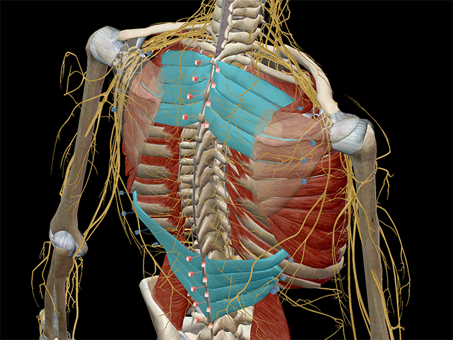 Learn Muscle Anatomy Serratus Posterior Superior And Inferior